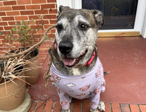 How to Increase the Odds of Finding Your Lost Pet