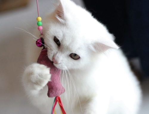 Beyond Food & Shelter, Pets Need Enrichment to be Happy