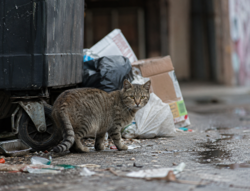 Outdoor Cats – If you feed them; fix them