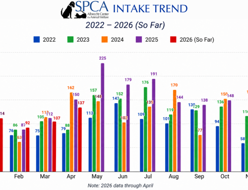 As Temps Rise, So Do Animal Shelter Numbers