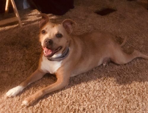 Keep the Dog: Cash’s Adoption Story