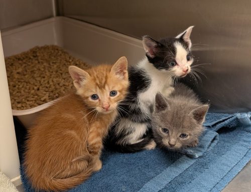 June is Foster a Pet Month & Adopt a Cat Month
