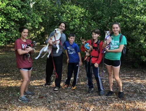 More than pets – dogs are part of the family