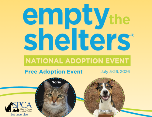 Free Pet Adoptions During BISSELL Pet Foundation’s “Empty the Shelters” Event