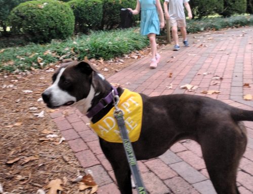 Doggie Day Out is More Than a Break from the Shelter