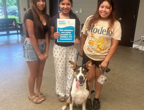 Empty the Shelters Finds Homes for Hundreds, But the Journey Doesn’t End at Adoption