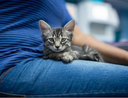 For Shelter Cats, the Best Day Out Is a Day In