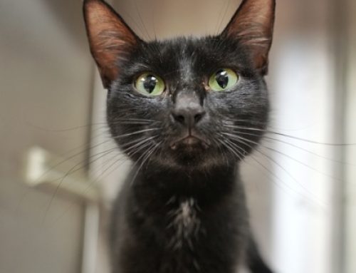 September is Happy Cat Month