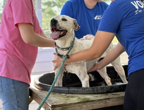 Dog Washes That Make a Difference