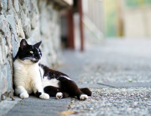 Living with Community Cats